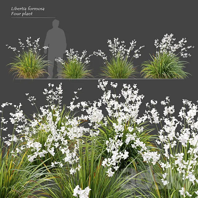 Libertia formosa 3DS Max Model