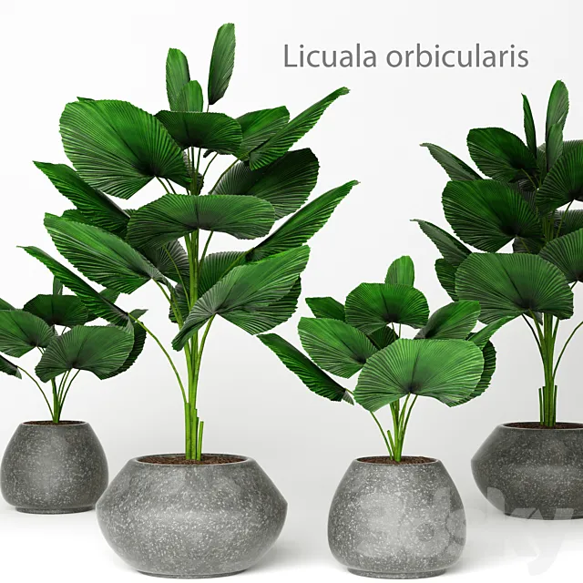 Licuala orbicularis 2 palm tree flower pot flowerpot concrete 3ds Max