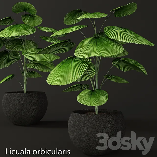 Licuala orbicularis. Likuala. decorative palm tree. pot. flowerpot. office 3DSMax File