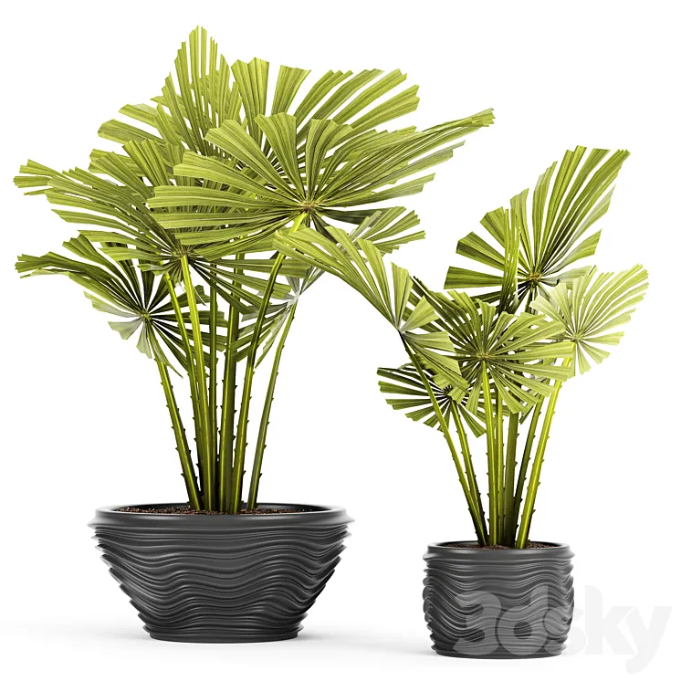 licuala spinosa ornamental palm tree likuala pot flower 3DS Max