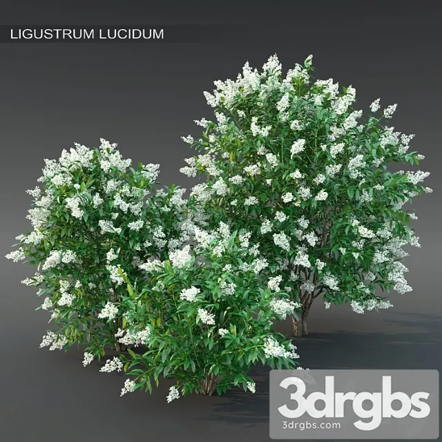 Ligustrum flowering ?2