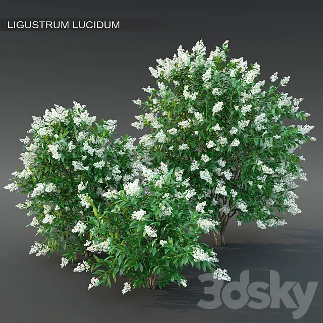 Ligustrum flowering №2 3DS Max Model