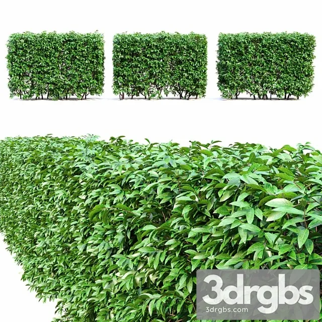 Ligustrum hedge