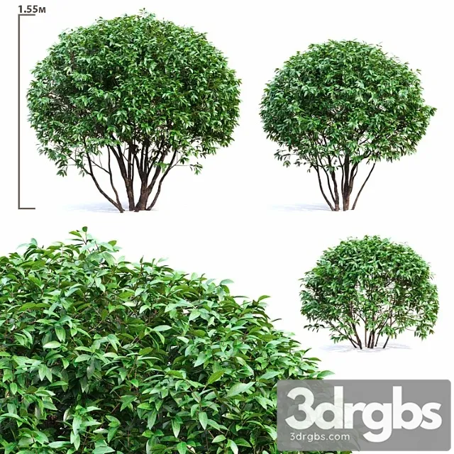 Ligustrum shining (biryuchina)