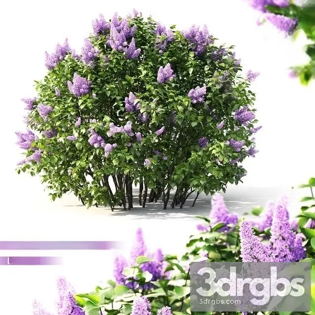 Lilac Flowering 2 3dsmax Download