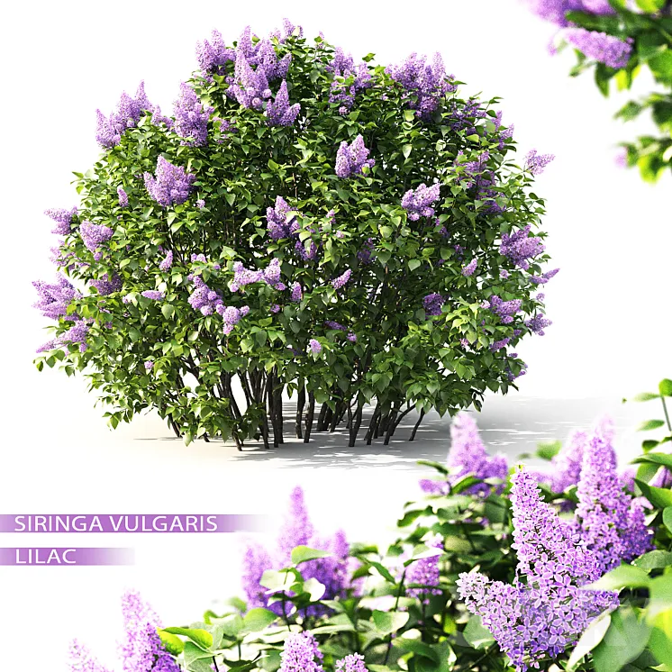 Lilac flowering #2 3DS Max