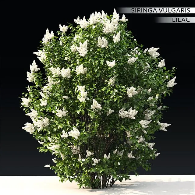 Lilac flowering #3 3dsMax Model
