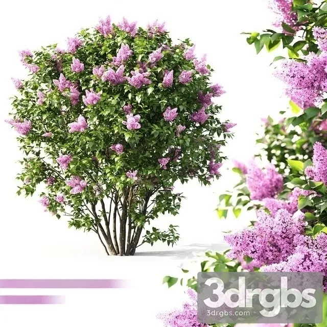 Lilac Flowering 3dsmax Download
