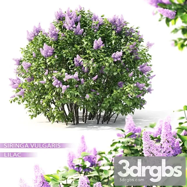 Lilac flowering