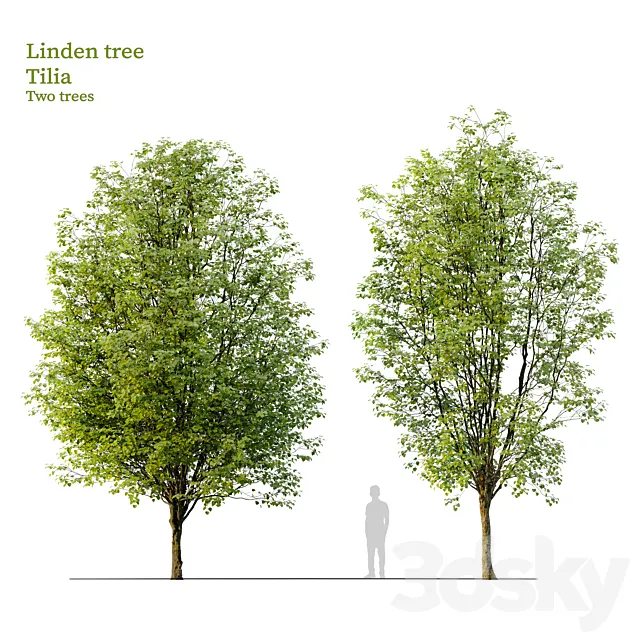 Linden tree_03 3ds Max