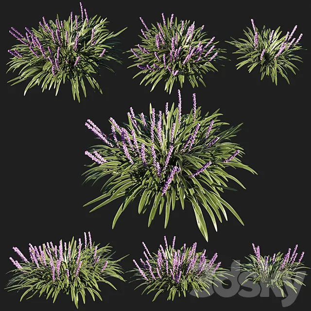 liriope muscari variegata grass 02 3DS Max Model