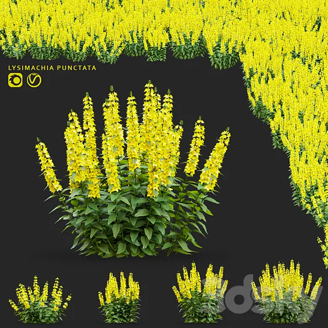loosestrife dotted flowers | Lysimachia punctata 3ds Max
