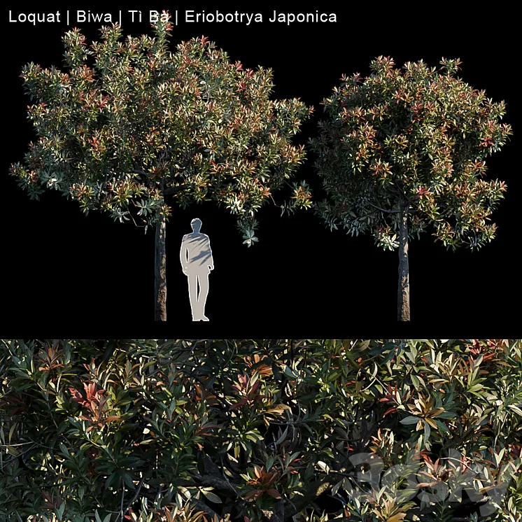 Loquat | Biwa | Eriobotrya japonica 3DS Max