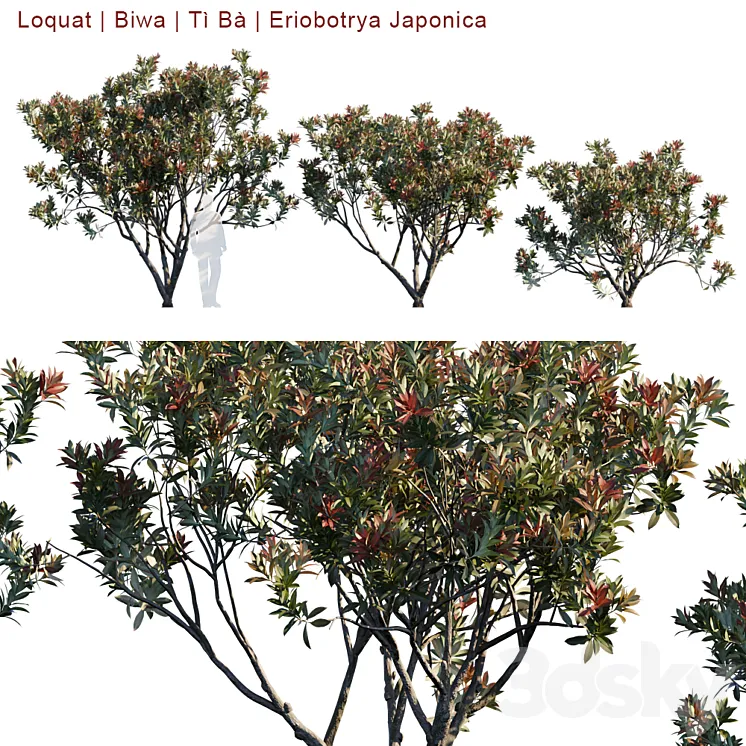 Loquat | Biwa | Eriobotrya Japonica V2 3DS Max