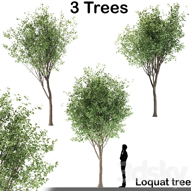 Loquat tree (3 Trees) 3DS Max Model