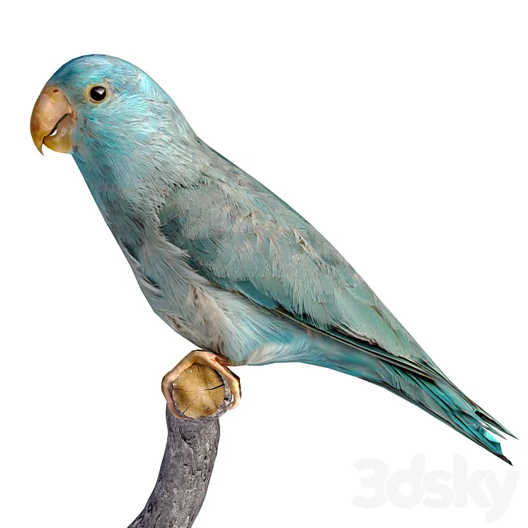 low poly parrot 3DS Max Model