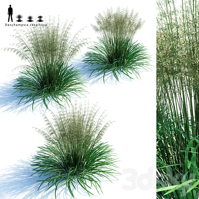 Lugovik turfy (Pike) | Deschampsia cespitosa 3DS Max Model