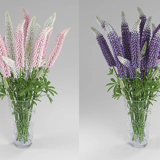 Lupinus 3ds Max