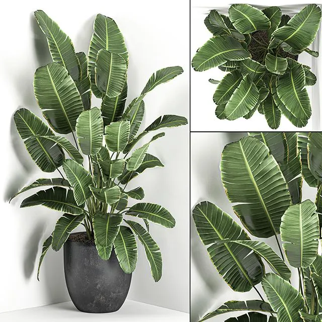 Lush beautiful banana corner palm in a black pot Set 685 3dsMax Model
