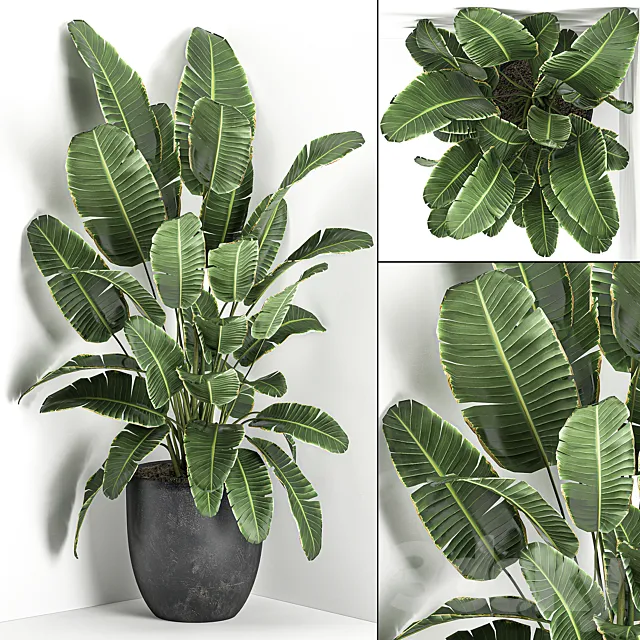 Lush beautiful banana corner palm in a black pot with strelitzia ravenala. Set 685. 3DS Max Model