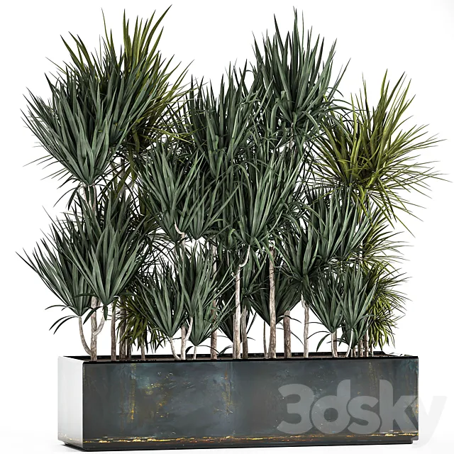 Lush exotic thickets of Dracaena bushes in a metal pot flowerbed. 887. 3DS Max Model