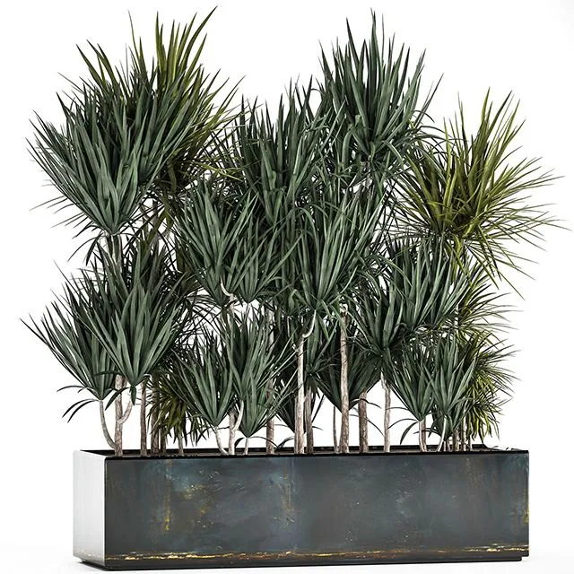 Lush exotic thickets of Dracaena bushes in a metal pot flowerbed. 887 3dsMax Model