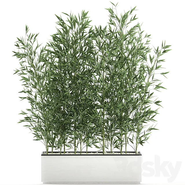 Lush thickets of bamboo bushes in a white pot pot bamboo. Set 579. 3ds Max