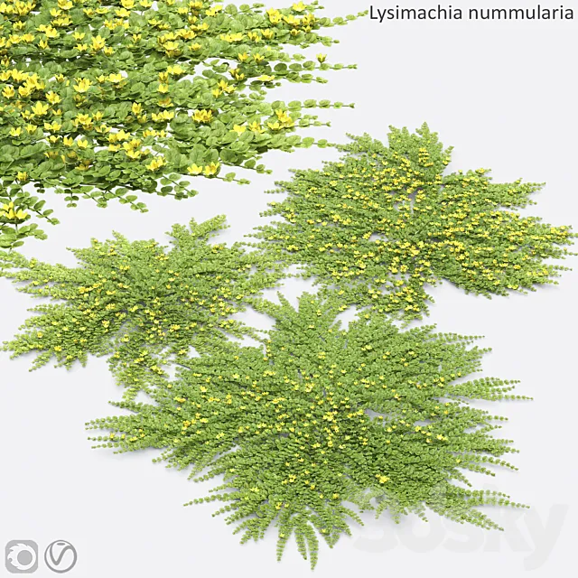 Lysimachia nummularia 3ds Max