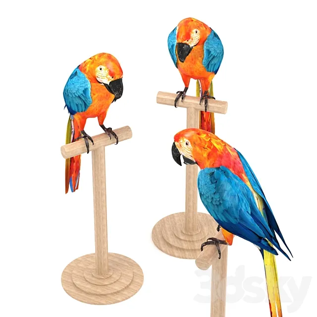 Macaw 3DS Max Model