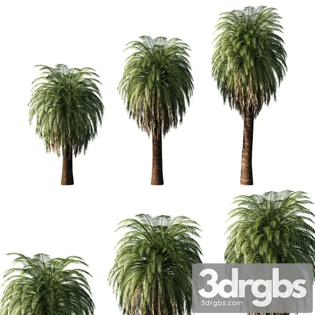 Macrozamia Moorei Palm Tree 02 3dsmax Download