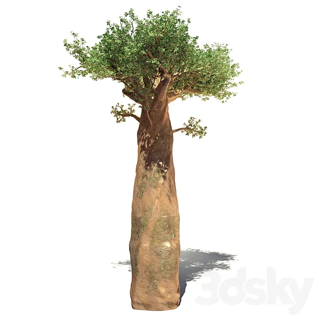 madagaskar baobab 3DS Max Model