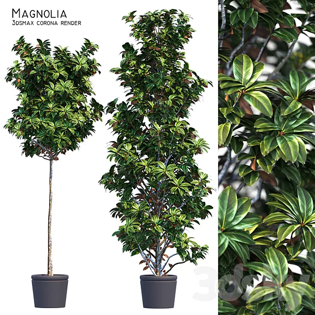 Magnolia 3ds Max