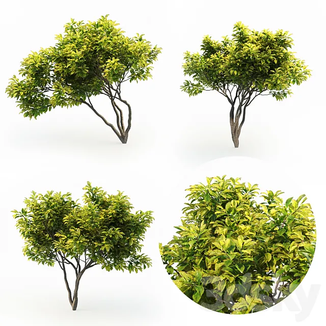 Magnolia (4m) 3 Tree Set 3DS Max Model