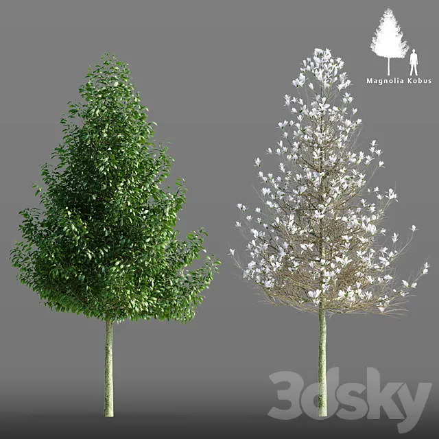 Magnolia cobus tree | Magnolia Kobus 3ds Max