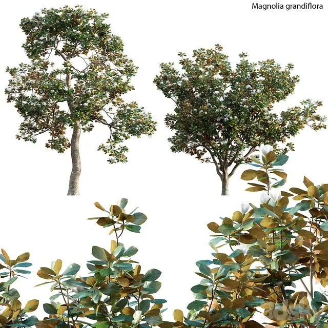 Magnolia Grandiflora 02 3dsMax Model