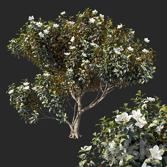 Magnolia grandiflora 04 3DS Max Model