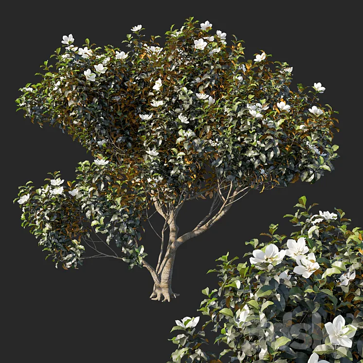 Magnolia grandiflora 04 3DS Max