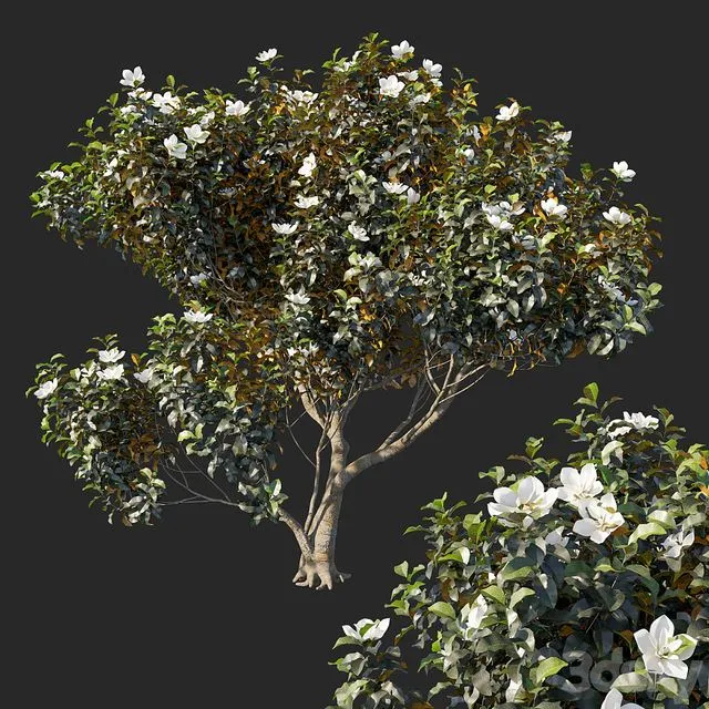 Magnolia grandiflora 04 3dsMax Model