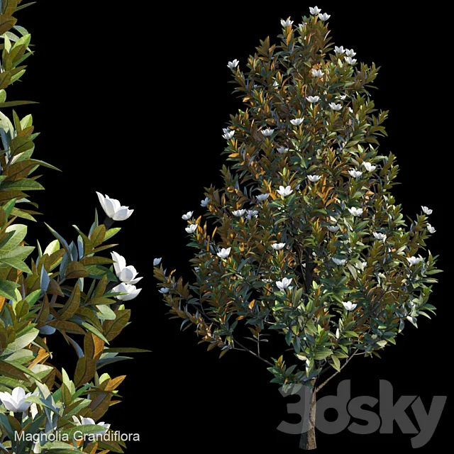 Magnolia Grandiflora 3ds Max