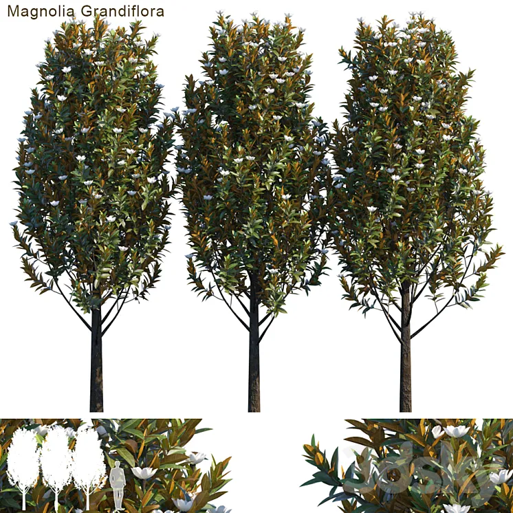 Magnolia grandiflora 3DS Max