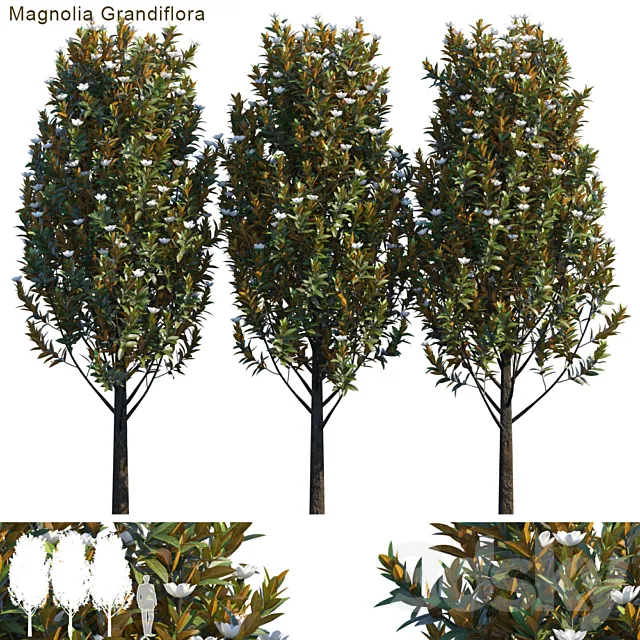Magnolia grandiflora 3DSMax File