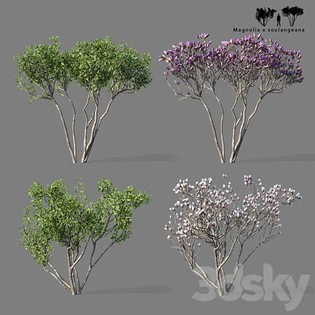 Magnolia Sulange 2 tree | Magnolia x soulangeana 3DS Max Model