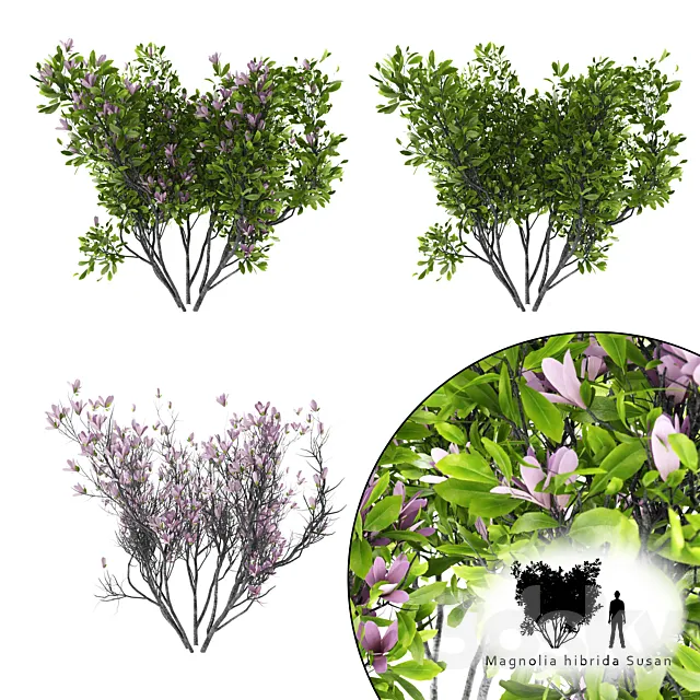 Magnolia Susan bush | Magnolia hibrida Susan 3ds Max