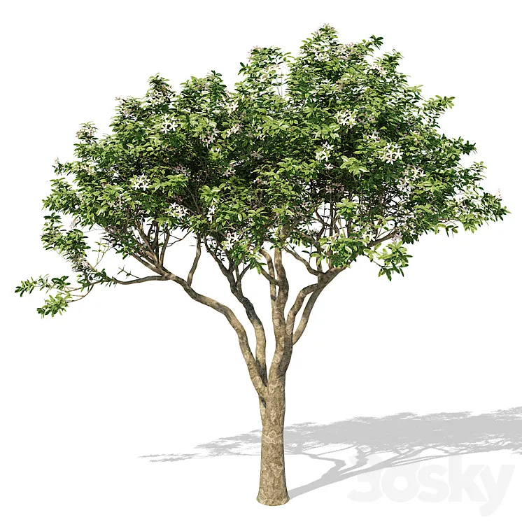 Magnolia Tree 3DS Max