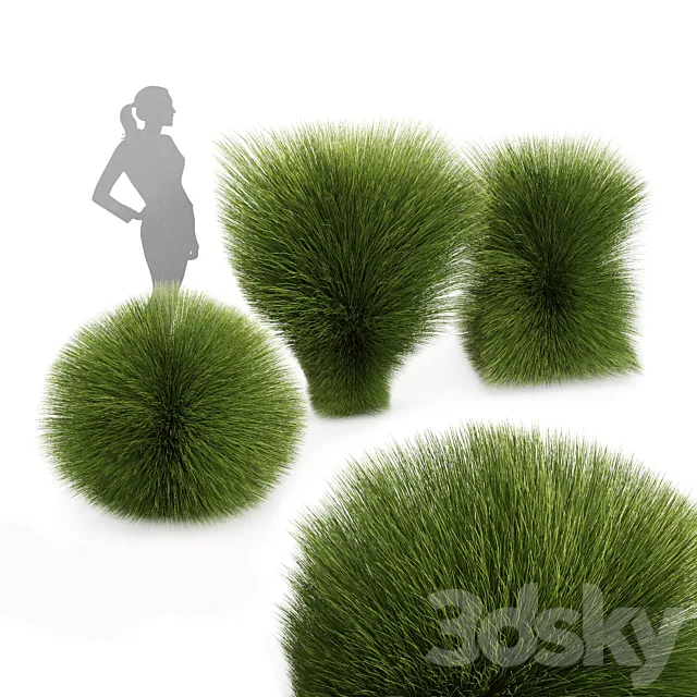 Maiden Grass Miscanthus sinensis Gracillimus Tuin Grassen 3ds Max