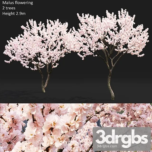 Malus Flowering 4 3dsmax Download