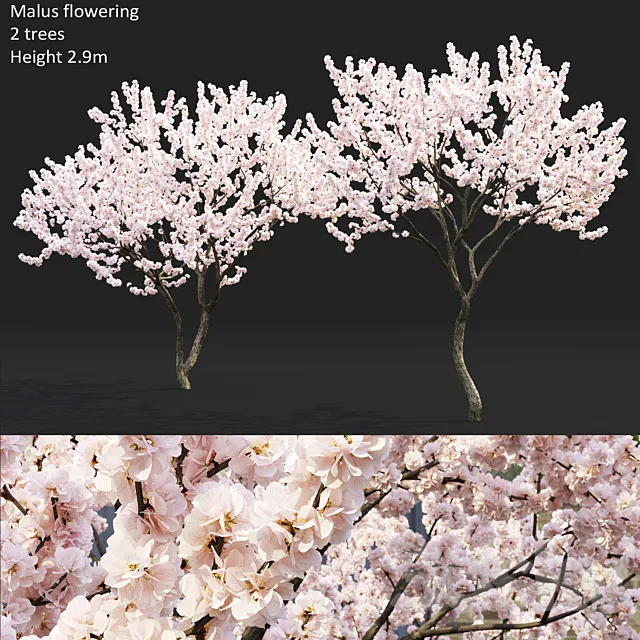 Malus flowering # 4 3ds Max