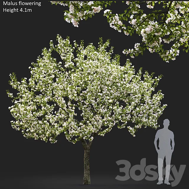 Malus flowering # 5 3DS Max Model