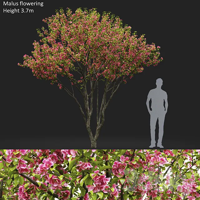 Malus flowering # 6 3ds Max