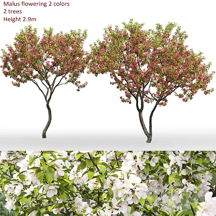 Malus flowering # 7 3DS Max